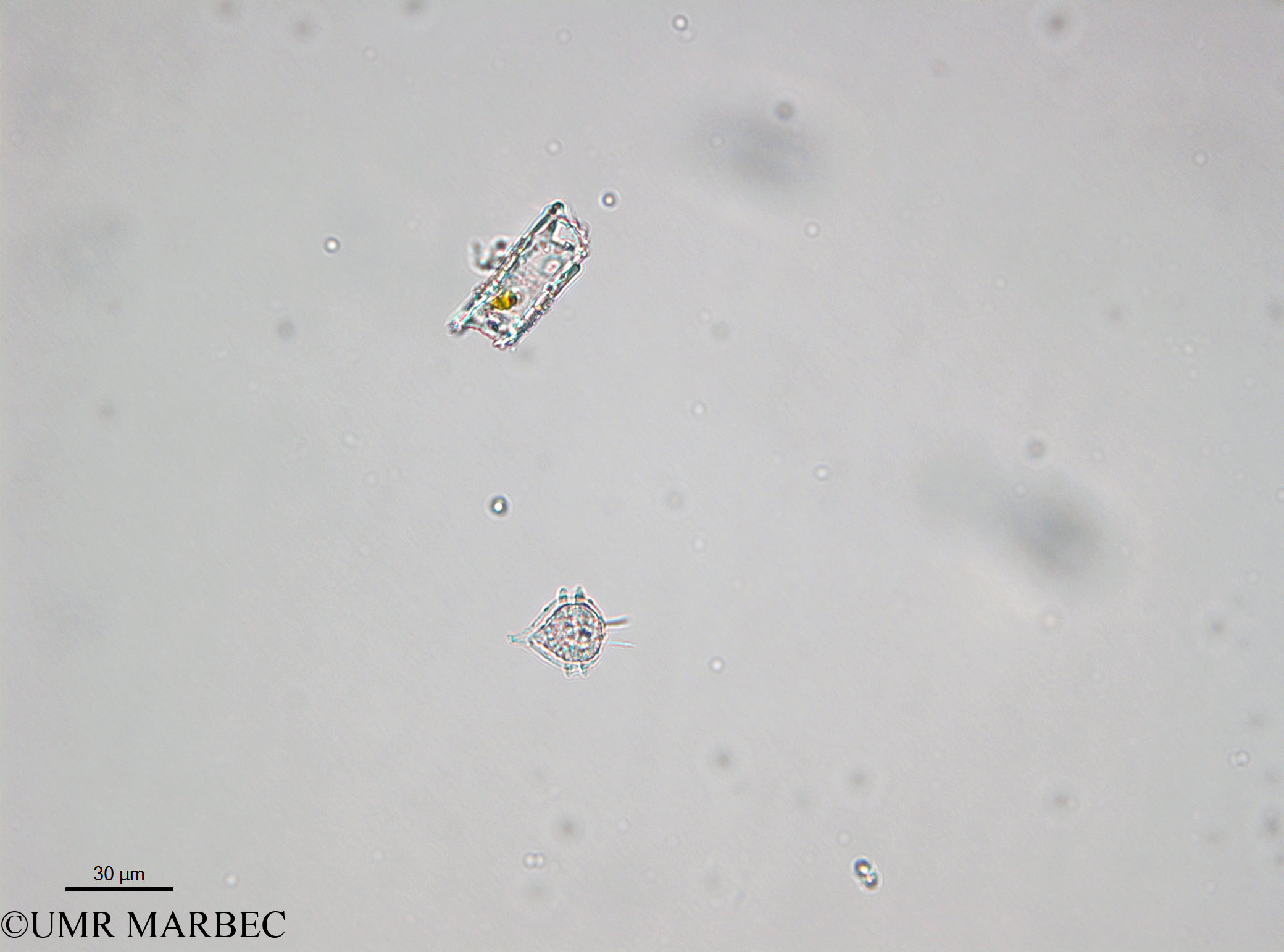 phyto/Bizerte/bizerte_bay/RISCO April 2014/Protoperidinium steinii (- 140729_001_ovl)(copy).jpg